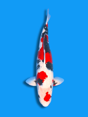 Kindai Showa | Koi&Co.
